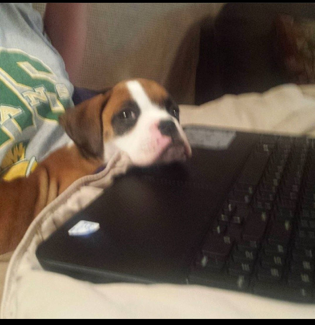 Lulu Belle is registered to the contest to win money with this photo: boston_terrier, carnivore, comfort, companion_dog, computer_keyboard, dog, dog_breed, flooring, input_device, linens, non_sporting_group, paw, peripheral, puppy_love, space_bar, toy_dog, whiskers, working_animal