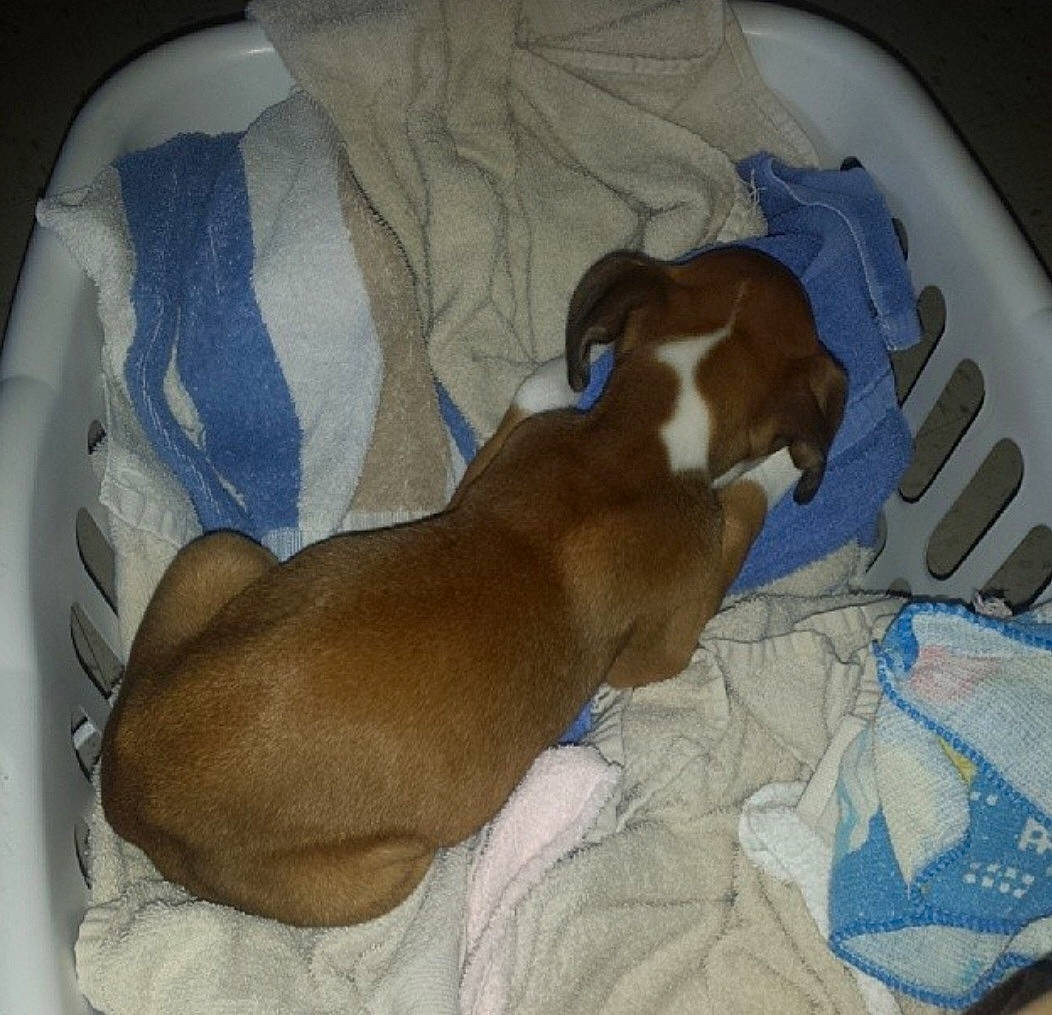 Lulu Belle is registered to the contest to win money with this photo: brown, canidae, carnivore, comfort, companion_dog, dog, dog_bed, dog_breed, dog_supply, ear, fawn, linens, liver, nap, non_sporting_group, pet_supply, sleep, sporting_group, tail, working_animal