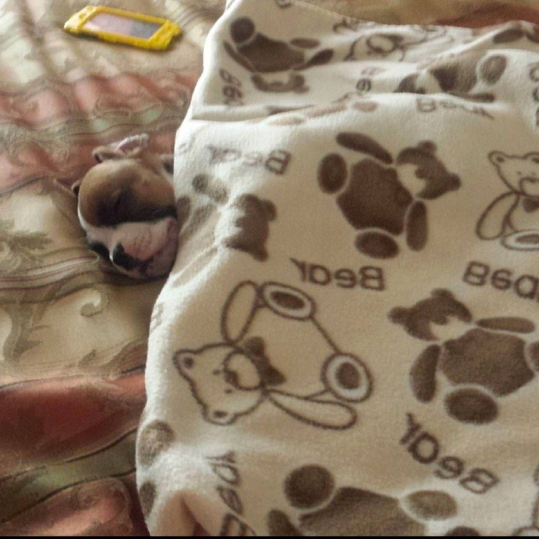 Lulu Belle joined the competition — help win amazing prizes! baby_toddler_clothing, bag, bedding, beige, brown, drinkware, fawn, font, fur, home_accessories, linens, pattern, peach, sleeve, textile, visual_arts, wood