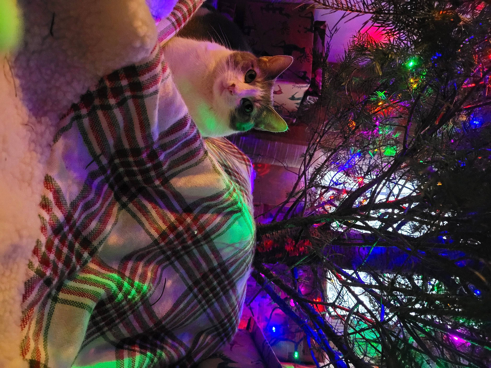 Sandi is registered to the contest to win money with this photo: art, artist, electric_blue, entertainment, event, fun, light, magenta, music, musician, organism, performing_arts, pink, plant, purple, space, tartan, tree, violet, visual_effect_lighting