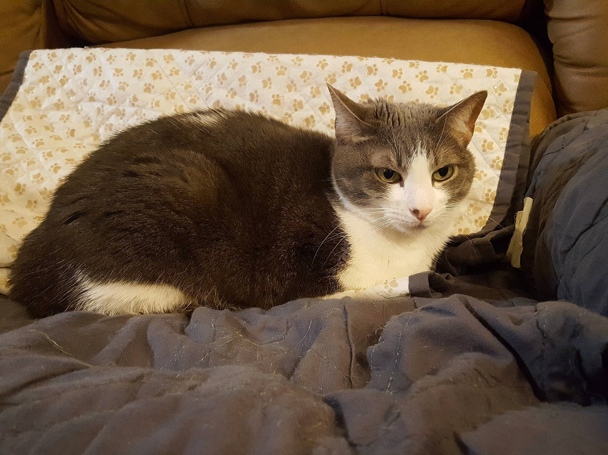 Sandi joined the competition — help win amazing prizes! carnivore, cat, cat_supply, chair, comfort, couch, domestic_short_haired_cat, fawn, felidae, fur, grey, linens, paw, pet_supply, sitting, small_to_medium_sized_cats, snout, tail, whiskers, window