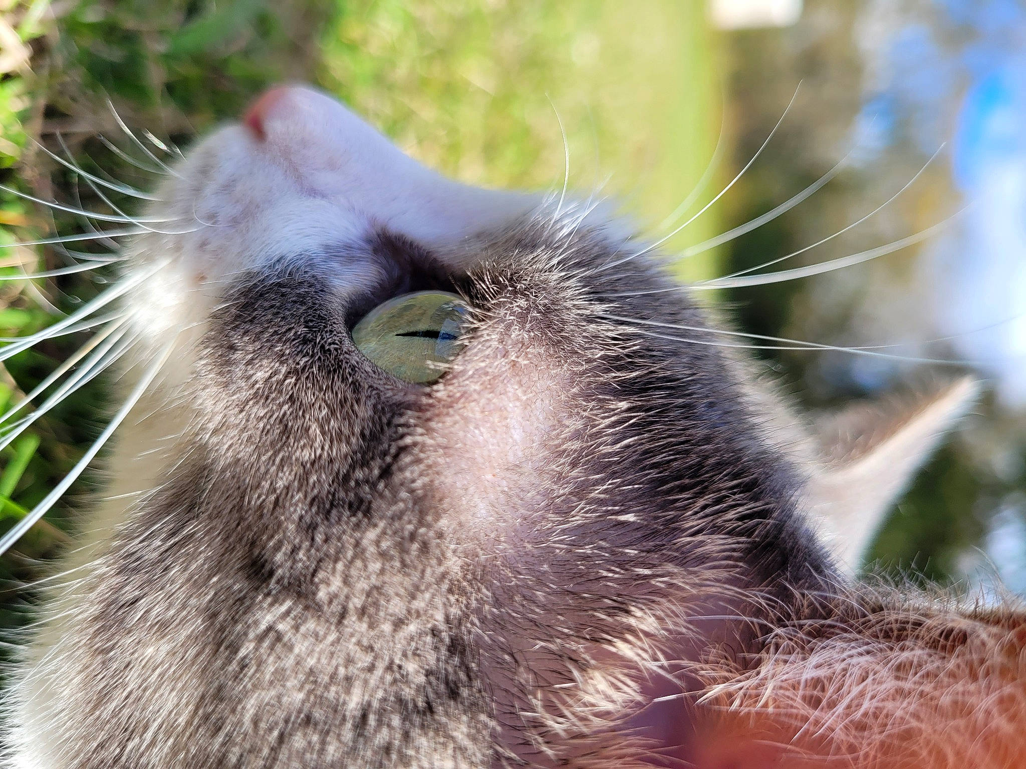 Sandi is registered to the contest to win money with this photo: carnivore, claw, close_up, fawn, felidae, fur, grass, koala, macro_photography, marsupial, paw, plant, primate, small_to_medium_sized_cats, snout, tail, terrestrial_animal, whiskers, wildlife, zoo