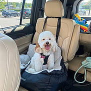 Riley Rose Mizrahi joined the competition — help win amazing prizes! dog, pet_seat, car_interior, leather_seat, white_dog, fluffy_dog, happy_dog, dog_harness, car_window, seatbelt, parking_lot, sunlight, dog_tongue_out, dog_tag, dog_bed, car_backseat, colorful_bag, vehicle, roadside, pet_travel