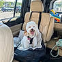 car_backseat, car_interior, car_window, colorful_bag, dog, dog_bed, dog_harness, dog_tag, dog_tongue_out, fluffy_dog, happy_dog, leather_seat, parking_lot, pet_seat, pet_travel, roadside, seatbelt, sunlight, vehicle, white_dog