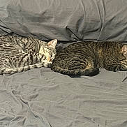 Leo joined the competition — help win amazing prizes! cat, tabby_cat, sleeping_cat, alert_cat, gray_fabric, couch, pet, animal, feline, resting, domestic_cat, two_cats, striped_fur, indoor, cozy, relaxed, lying_down, companion, cute, whiskers