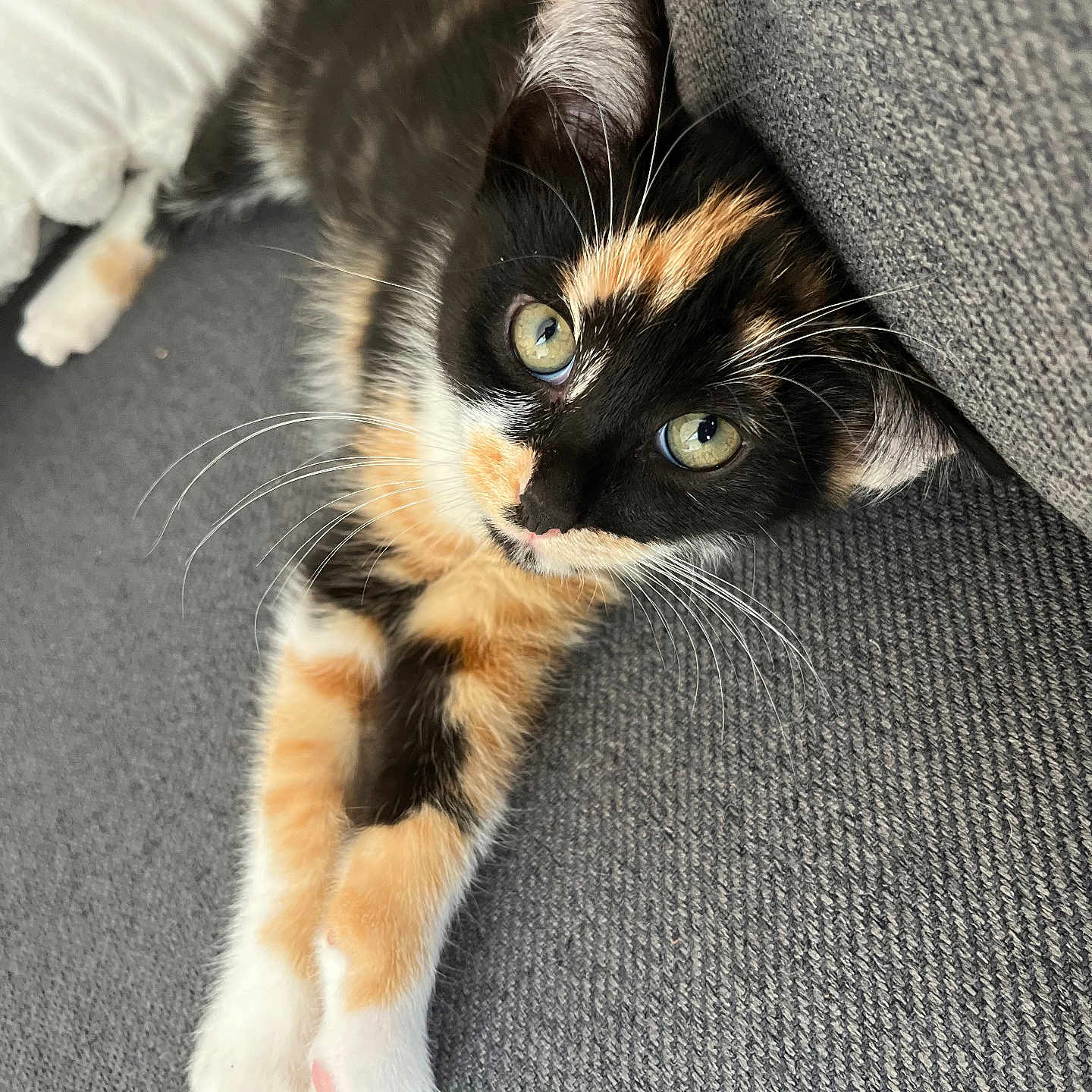 Kiara participe au concours pour gagner de l'argent avec cette photo : animal, calico, cat, closeup, couch, cozy, cute, domestic, eyes, feline, fur, gray, indoor, kitten, paws, pet, relaxing, soft, stretching, whiskers