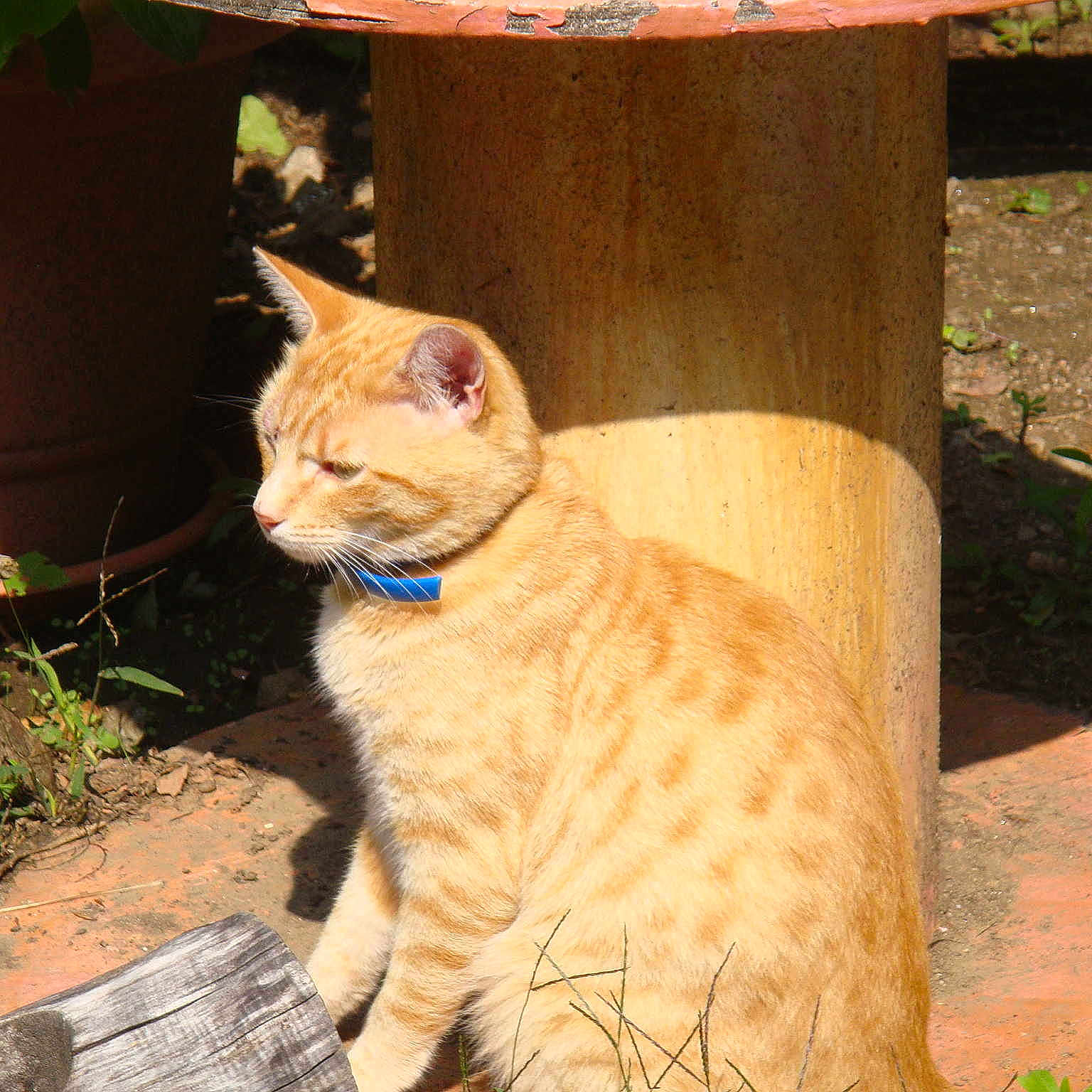 Pépite