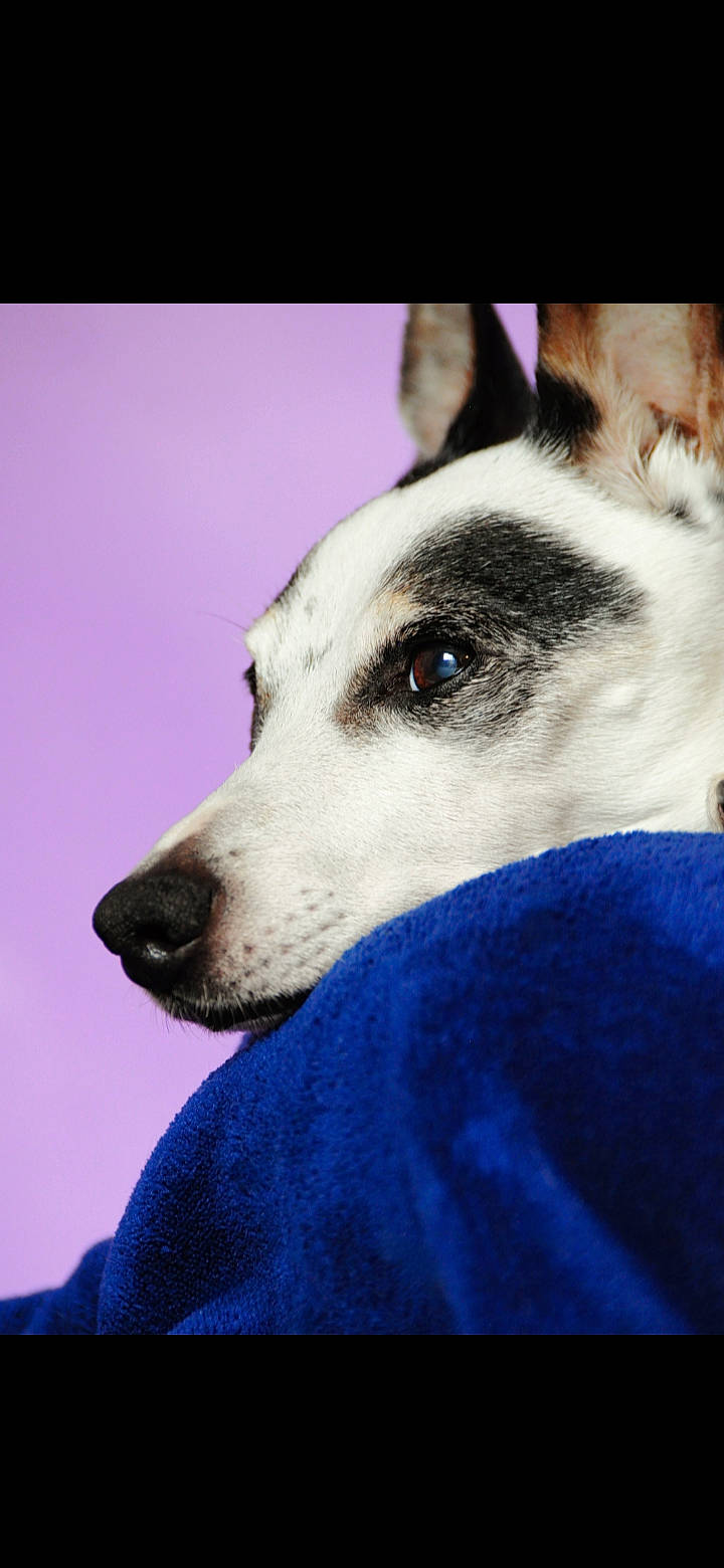 Spot is registered to the contest to win money with this photo: ancient_dog_breeds, canidae, carnivore, collar, comfort, companion_dog, dog, dog_breed, foot, fur, jaw, non_sporting_group, paw, pet_supply, snout, sporting_group, terrestrial_animal, whiskers, working_animal, working_dog