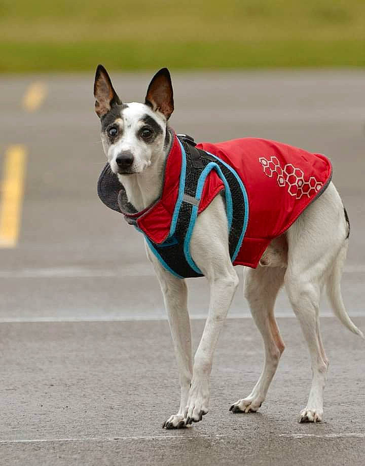 Spot is registered to the contest to win money with this photo: canidae, carmine, carnivore, collar, companion_dog, dog, dog_breed, dog_clothes, dog_collar, dog_sports, dog_supply, fashion_accessory, fawn, leash, paw, pet_supply, snout, sporting_group, tail, working_animal