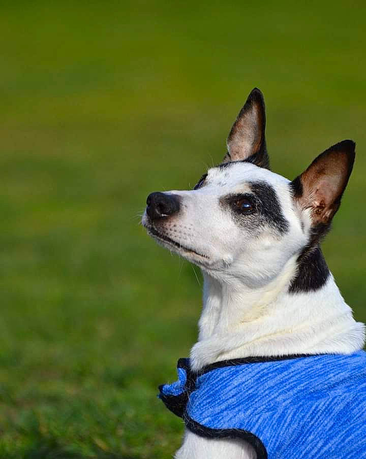 Spot is registered to the contest to win money with this photo: canidae, carmine, carnivore, collar, companion_dog, dog, dog_breed, electric_blue, grass, non_sporting_group, plant, snout, sporting_group, terrestrial_animal, whiskers, working_animal, working_dog