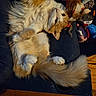 Sébastien is registered to the contest to win money with this photo: cat, orange_cat, white_cat, fluffy_fur, lying_down, couch, cat_toys, plush_toys, indoor, wooden_floor, pet, cute, relaxed, playful, fur, tail, paw, domestic_animal, animal, cozy