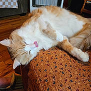 Sébastien joined the competition — help win amazing prizes! cat, orange_cat, white_cat, tongue_out, sleeping, resting, indoor, cushion, patterned_fabric, wooden_floor, heater, furniture, cozy, pet, cute, fluffy, relaxed, animal, domestic, mammal