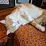 cat, orange_cat, white_cat, tongue_out, sleeping, resting, indoor, cushion, patterned_fabric, wooden_floor, heater, furniture, cozy, pet, cute, fluffy, relaxed, animal, domestic, mammal