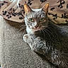 cat, gray_cat, green_eyes, whiskers, couch, blanket, floral_pattern, indoor, pet, feline, relaxed, fur, closeup, comfortable, cozy, domestic_animal, resting, looking_at_camera, soft_texture, household