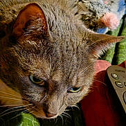 Nova is registered to the contest to win money with this photo: cat, tabby_cat, close_up, pet, animal, whiskers, fur, face, green_blanket, red_fabric, remote_control, indoor, cozy, resting, toy, pink_nose, fuzzy_toy, sleepy, domestic_cat, mammal
