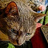 cat, tabby_cat, close_up, pet, animal, whiskers, fur, face, green_blanket, red_fabric, remote_control, indoor, cozy, resting, toy, pink_nose, fuzzy_toy, sleepy, domestic_cat, mammal