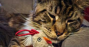 Deano is registered to the contest to win money with this photo: armchair, cat, chicken_toy, closeup, comfort, couch, domestic_animal, feathers, feline, fur, indoor, paw, pet, relaxed, resting, sleepy, soft_toy, tabby, toy, whiskers
