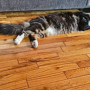 Deano joined the competition — help win amazing prizes! cat, tabby, fluffy, relaxed, stretched_out, wooden_floor, indoor, home, furniture, couch, pet, animal, sleeping, cozy, domestic, fur, paw, whiskers, ear, floor