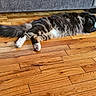 Deano joined the competition — help win amazing prizes! animal, cat, couch, cozy, domestic, fluffy, furniture, home, indoor, long_hair, natural_light, paw, pet, quiet, relaxed, resting, sleeping, stretched_out, tabby, wooden_floor