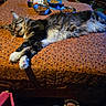 Deano is registered to the contest to win money with this photo: cat, tabby, sleeping, bedspread, orange, cat_food, food_bowl, blue_bowl, indoor, wooden_floor, slippers, person_leg, patterned_clothing, furniture, cozy, pet, relaxed, mammal, fur, domestic_animal