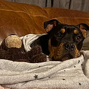 Luna joined the competition — help win amazing prizes! dog, blanket, stuffed_animal, couch, leather, indoor, cozy, resting, pet, fur, brown, black, plush, snuggle, comfort, home, relaxed, animal, face, ears