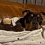 dog, blanket, stuffed_animal, couch, leather, indoor, cozy, resting, pet, fur, brown, black, plush, snuggle, comfort, home, relaxed, animal, face, ears