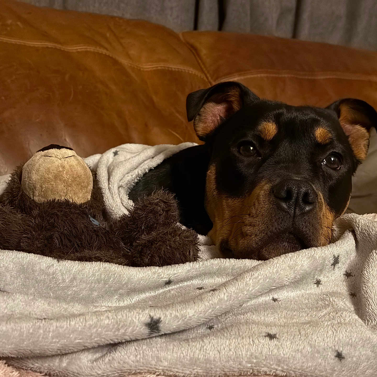 Luna joined the competition — help win amazing prizes! animal, black, blanket, brown, comfort, couch, cozy, dog, ears, face, fur, home, indoor, leather, pet, plush, relaxed, resting, snuggle, stuffed_animal