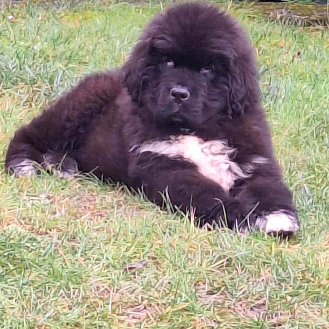 Voltaire a rejoint le concours — aidez-le/la à gagner de superbes lots ! animal, ball, canine, chow, dog, field, grass, grassland, green, lawn, nature, newfoundland, outdoors, pet, plant, puppy, sport, tree, vegetation, yard