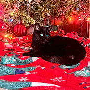 Neagan is registered to the contest to win money with this photo: black_cat, cat, christmas_tree, christmas_lights, ornament, red_blanket, holiday, festive, indoor, cozy, animal, pet, fur, whiskers, relaxing, decorations, tree_branch, colorful_lights, celebration, winter