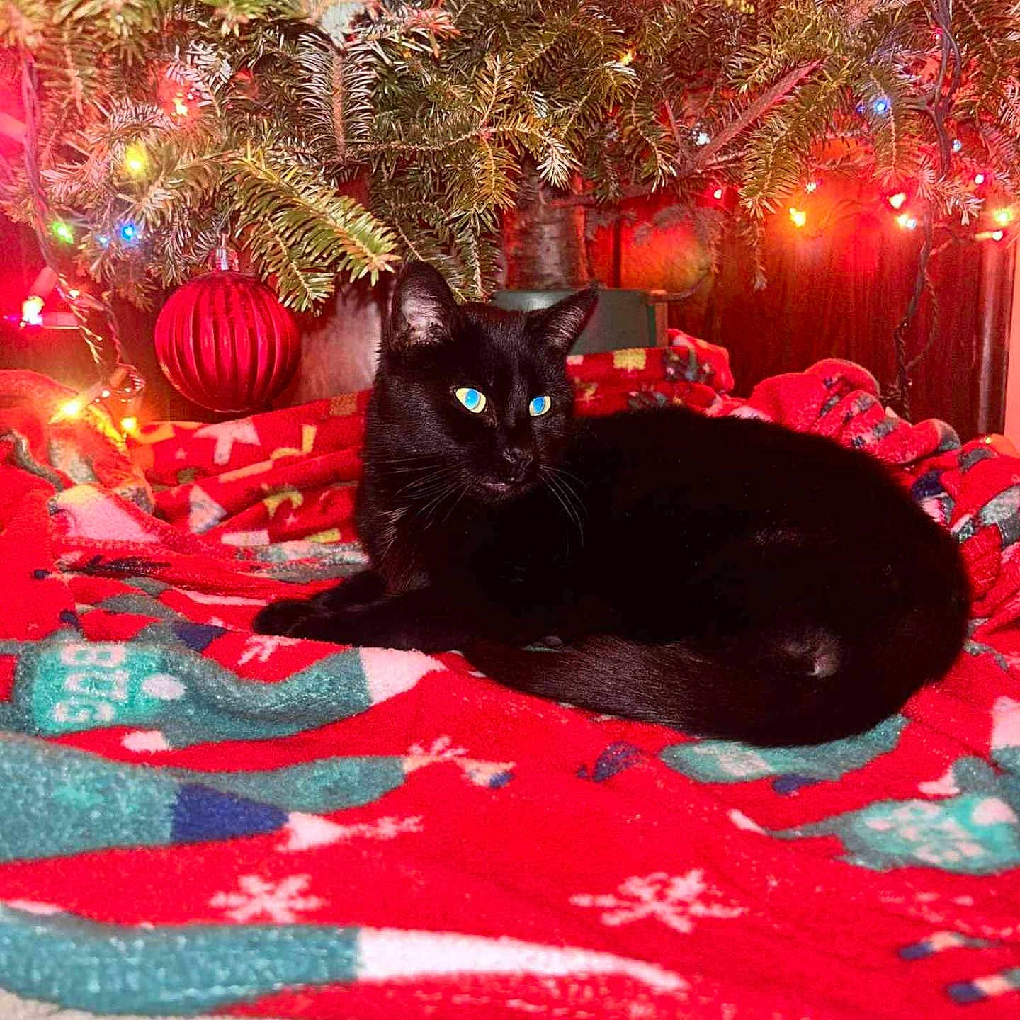 Neagan is registered to the contest to win money with this photo: animal, black_cat, cat, celebration, christmas_lights, christmas_tree, colorful_lights, cozy, decorations, festive, fur, holiday, indoor, ornament, pet, red_blanket, relaxing, tree_branch, whiskers, winter