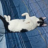 cat, black_and_white, bedspread, striped, lying_down, relaxed, pet, indoor, feline, cute, animal, fur, whiskers, paws, ears, resting, comfortable, domestic, playful, looking
