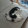 Nougat a rejoint le concours — aidez-le/la à gagner de superbes lots ! cat, cats, black_and_white, sleeping, mattress, bedroom, furniture, blanket, chair, indoor, pet, cute, resting, fur, animal, cozy, snuggling, domestic, two_animals, relaxation