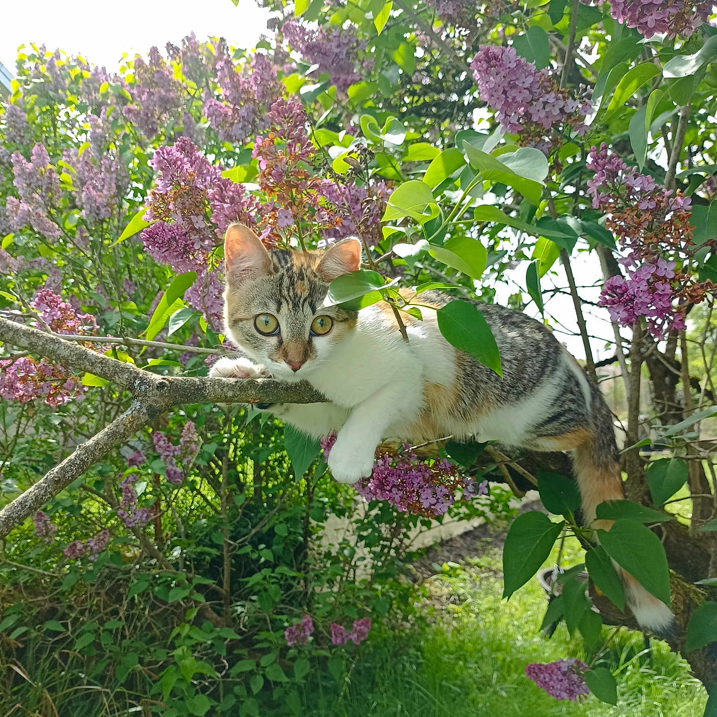 Nina participe au concours pour gagner de l'argent avec cette photo : abyssinian, animal, arbour, cat, flower, garden, geranium, grass, herbal, herbs, kitten, lilac, nature, outdoors, pet, petal, plant, purple, vegetation, yard