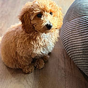 Benito is registered to the contest to win money with this photo: puppy, dog, brown_fur, curly_fur, pet, indoor, wooden_floor, cushion, cute, small_dog, animal, companion, fur, sitting, adorable, looking_up, fluffy, domestic_animal, young_dog, portrait