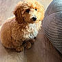 puppy, dog, brown_fur, curly_fur, pet, indoor, wooden_floor, cushion, cute, small_dog, animal, companion, fur, sitting, adorable, looking_up, fluffy, domestic_animal, young_dog, portrait