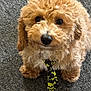 dog, puppy, curly_fur, brown_fur, tie, skull_pattern, carpet, indoor, cute, pet, animal, looking_up, small_dog, adorable, fluffy, fur_texture, close_up, sitting, black_tie, yellow_skull