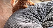 Benito is registered to the contest to win money with this photo: animal, bean_bag, brown_dog, cozy, curious, curly_fur, cute, dog, domestic, furniture, home, indoor, natural_light, pet, puppy, relaxing, small_dog, soft_texture, window, wooden_floor