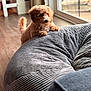 Benito is registered to the contest to win money with this photo: puppy, dog, curly_fur, bean_bag, indoor, wooden_floor, window, natural_light, pet, cute, cozy, furniture, home, curious, small_dog, brown_dog, soft_texture, relaxing, domestic, animal