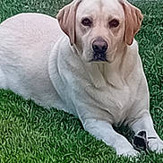 Tino participe au concours pour gagner de l'argent avec cette photo : animal, canine, daylight, dog, ears, fur, grass, greenery, labrador, looking, lying_down, mammal, nature, outdoor, paws, pet, portrait, relaxed, snout, yellow_labrador