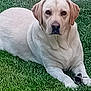 animal, canine, daylight, dog, ears, fur, grass, greenery, labrador, looking, lying_down, mammal, nature, outdoor, paws, pet, portrait, relaxed, snout, yellow_labrador
