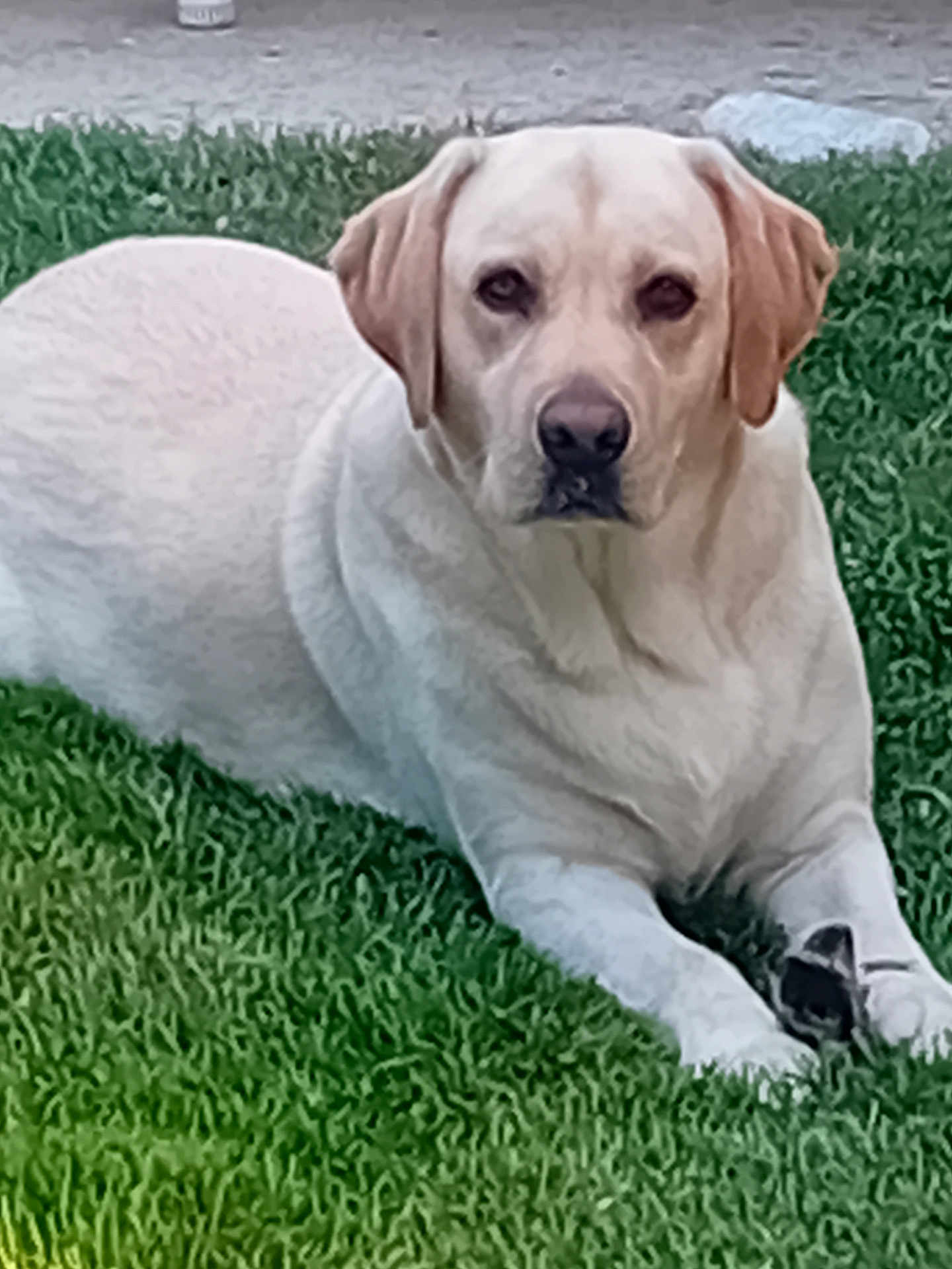 Tino participe au concours pour gagner de l'argent avec cette photo : animal, canine, daylight, dog, ears, fur, grass, greenery, labrador, looking, lying_down, mammal, nature, outdoor, paws, pet, portrait, relaxed, snout, yellow_labrador