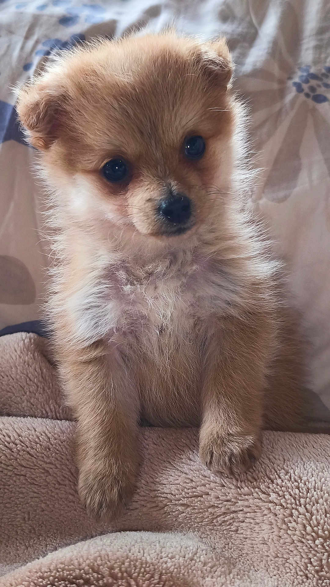 Chanel participe au concours pour gagner de l'argent avec cette photo : adorable, bed, blanket, close_up, cozy, cute, dog, eyes, fluffy, fur, indoor, nose, paw, pet, portrait, puppy, sitting, small_dog, soft_texture, whiskers