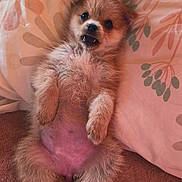 Chanel participe au concours pour gagner de l'argent avec cette photo : bed, belly, blanket, close_up, cozy, cute, dog, eyes, fluffy, fur, indoor, lying_on_back, paws, pet, pillow, pink_tone, portrait, puppy, small_breed, teeth