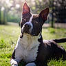 Rocky a rejoint le concours — aidez-le/la à gagner de superbes lots ! dog, black_and_white, grass, outdoor, sunlight, bokeh, animal, pet, lying_down, ears_up, curious, nature, daylight, muzzle, portrait, canine, watching, relaxed, summer, closeup
