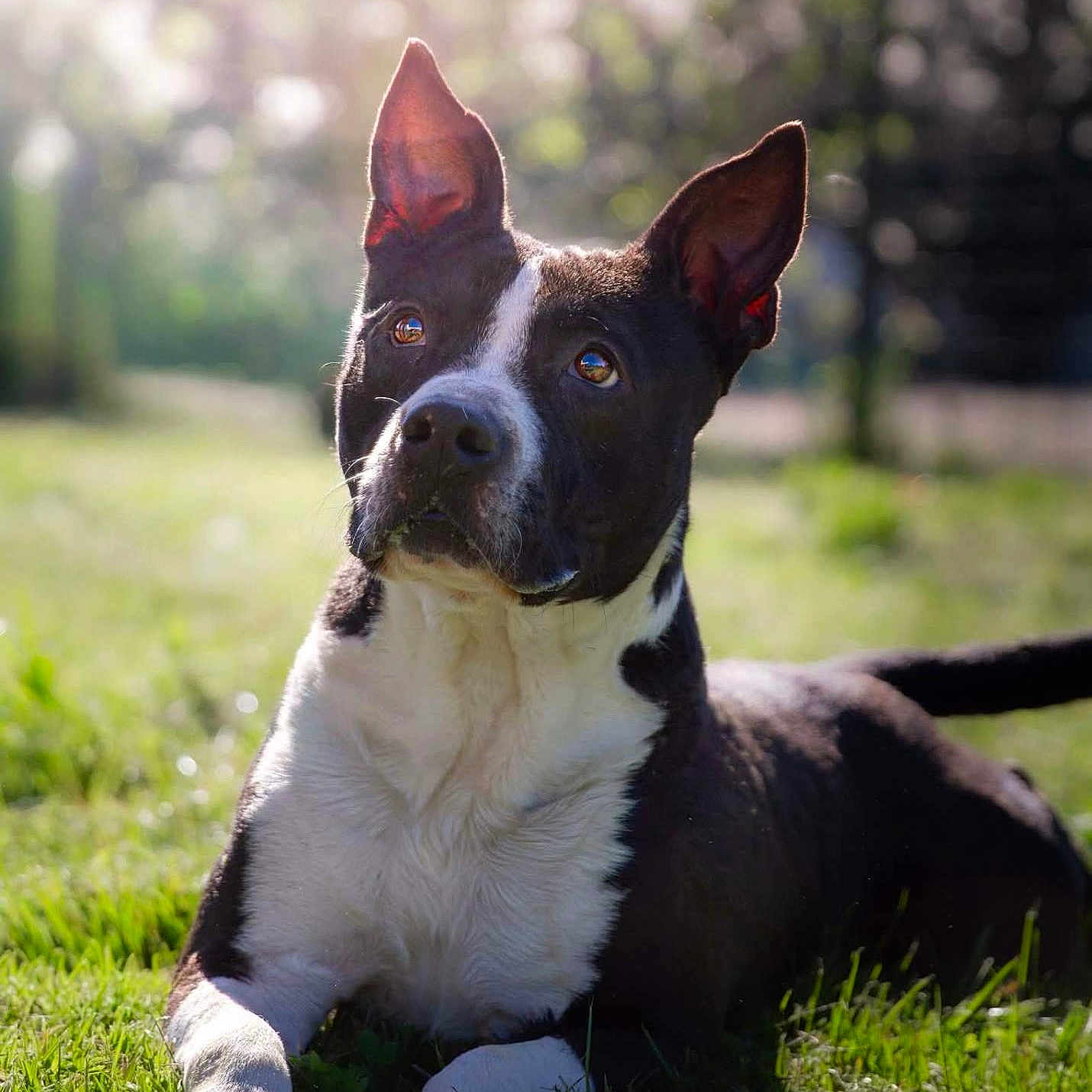 Rocky