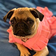 Mila joined the competition — help win amazing prizes! dog, pug, pet, animal, cute, pink_sweater, clothing, lying_down, indoor, portrait, closeup, soft_focus, brown, black_face, ears, paws, fur, eyes, adorable, resting