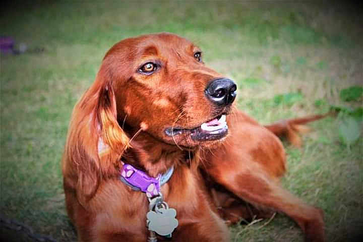 Holly
