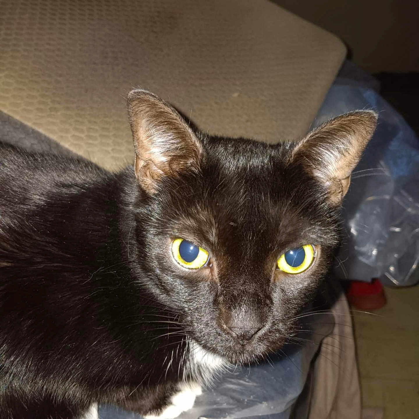 Onyx