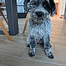 Bulle participe au concours pour gagner de l'argent avec cette photo : puppy, dog, gray_fur, fluffy, curly_fur, black_and_white, sitting, indoor, home, tile_floor, portrait, pet, collar, tag, black_nose, dark_eyes, long_ears, furniture, doorway, cute