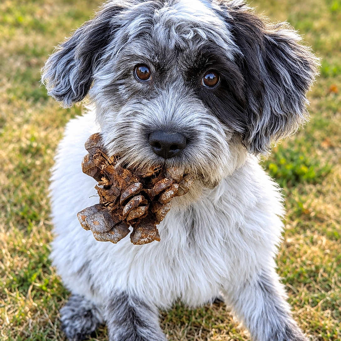 Bulle participe au concours pour gagner de l'argent avec cette photo : dog, puppy, animal, pet, outdoor, grass, sitting, portrait, fluffy, shaggy, black_and_white, brown_eyes, wet_nose, leaf, leaves, holding_object, playful, adorable, close_up, nature